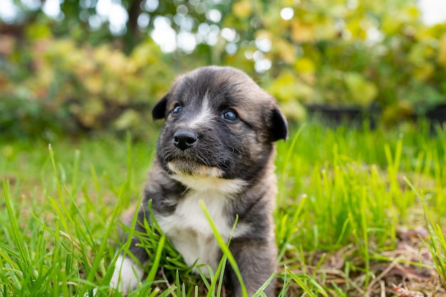 Foto lindo cachorrinho pastor alemão na grama verde, retrato ao ar livre de cachorrinho em flores, animais de estimação em casa