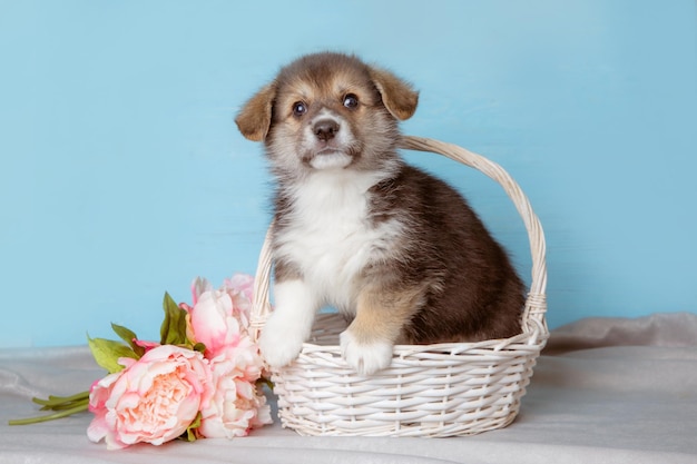 Lindo cachorrinho Pembroke Welsh corgi com flores de primavera em um fundo azul