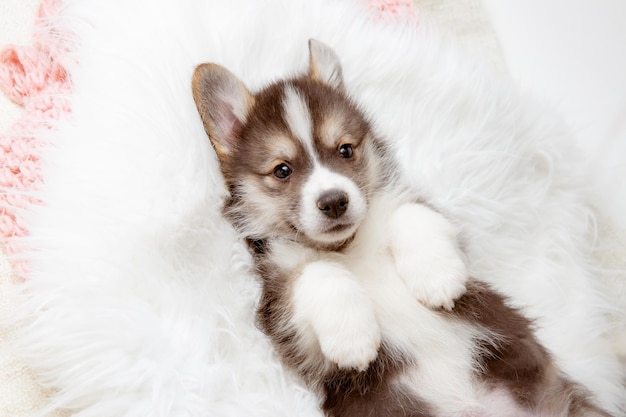 Lindo cachorrinho Pembroke Welsh Corgi deitado em um cobertor de pele nas costas dormindo