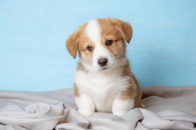 Lindo cachorrinho pembroke Welsh corgi sentado em um fundo azul