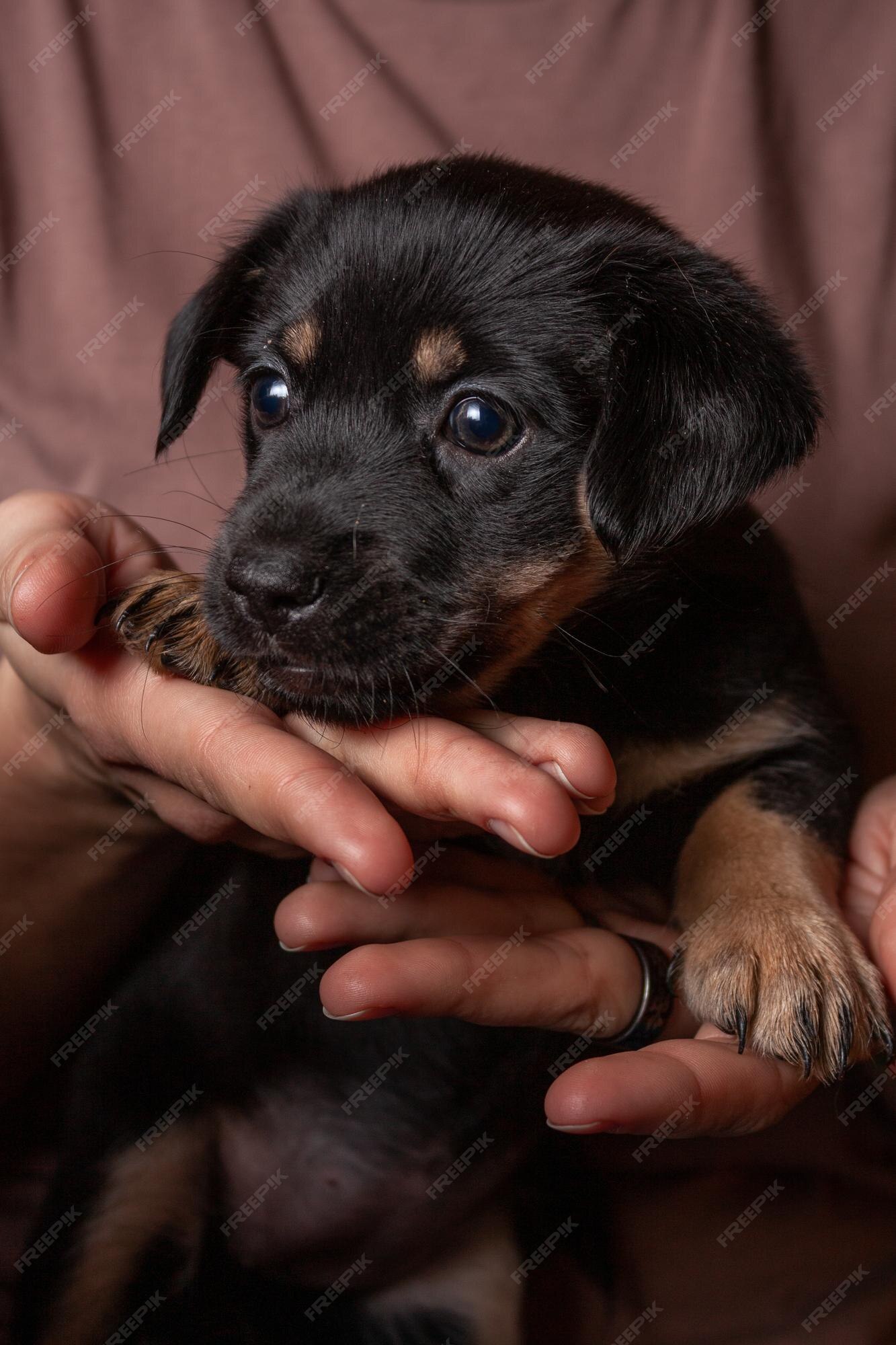 120 melhor ideia de Cachorrinhos Fofinhos em 2023