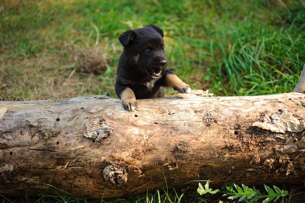 Lindo cachorrinho preto tentando escalar um tronco