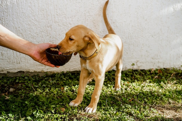 Lindo cachorrinho ruivo come de uma tigela. A mão de um homem segura uma tigela contra uma parede branca. Copie o espaço.