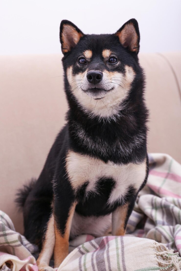 Foto lindo cachorrinho shiba inu sentado no sofá em casa
