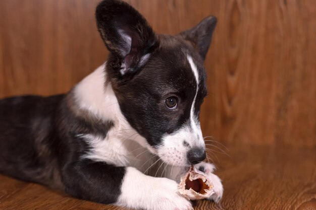 Lindo cachorrinho Welsh corgi pembroke com osso Animais de estimação Um cão puro-sangue