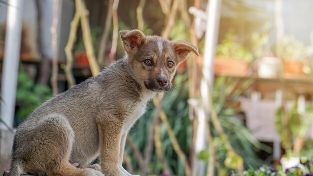 Lindo cachorrito con correa en una zona rural