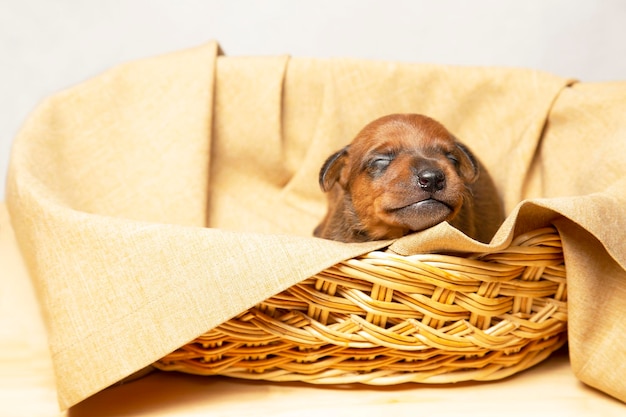 Un lindo cachorrito duerme en una canasta de mimbre