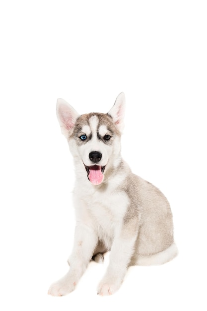 Lindo cachorrito husky aislado sobre fondo blanco