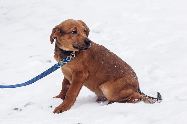 Foto lindo cachorrito marrón con correa caminando en el frío y nevado concepto de adopción del parque de invierno ahorra espacio a los animales para el texto