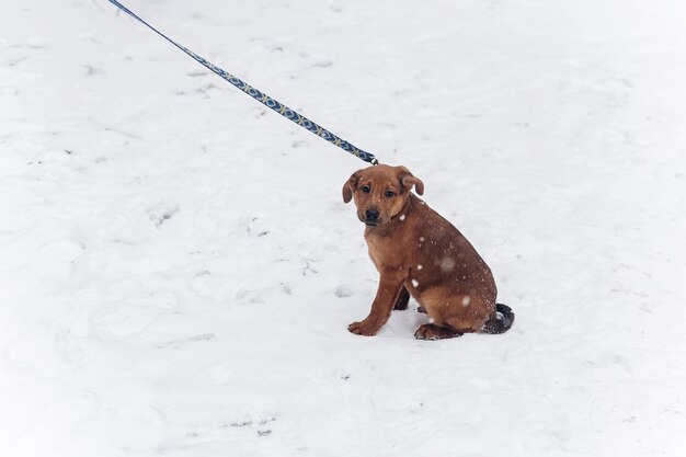 Foto lindo cachorrito marrón con correa caminando en el frío y nevado concepto de adopción del parque de invierno ahorra espacio a los animales para el texto
