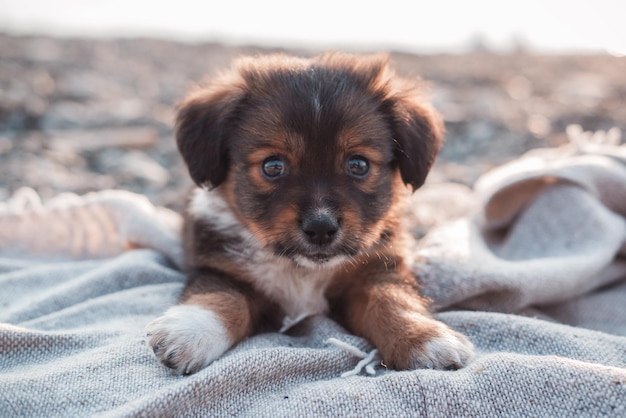 Lindo cachorrito marrón esponjoso sin raza. Un joven chucho encantador.