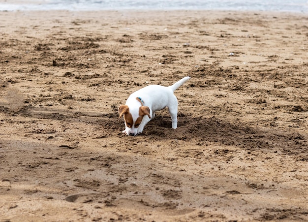 Lindo cachorrito de perro cavando en la arena de la playa