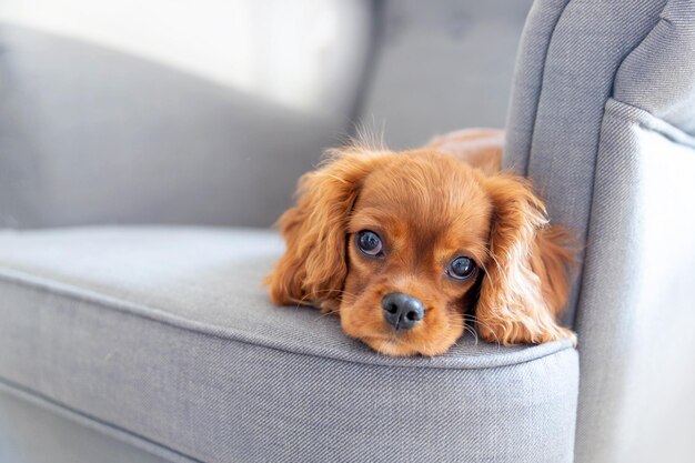 Lindo cachorro acostado en el sillón y relajante