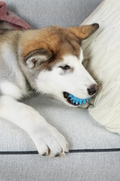 Lindo cachorro de Alaska Malamute con pelota de juguete en el sofá, cerrar