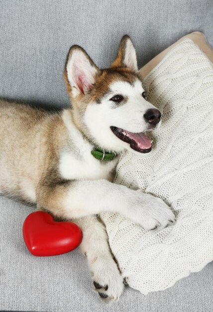 Lindo cachorro Alaskan Malamute con corazón rojo en el sofá, cerrar