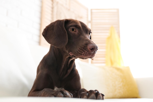 Lindo cachorro alemão de pêlo curto marrom no sofá