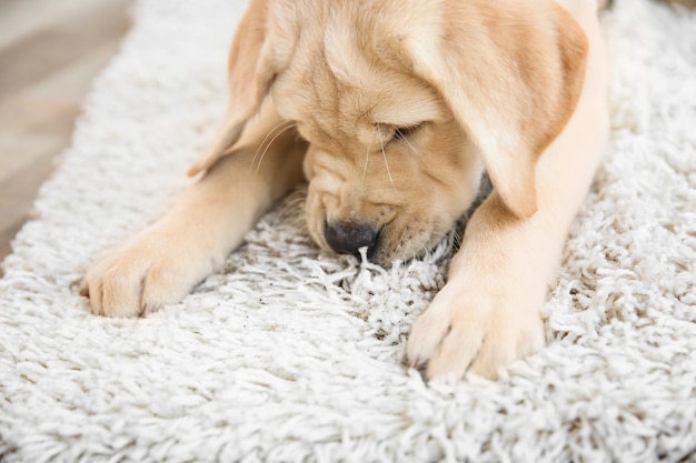 Lindo cachorro en alfombra sucia en casa