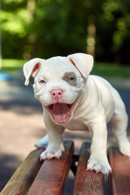 Lindo cachorro American Bulli se sienta en un banco de madera en la floración de hermosos árboles multicolores en la primavera en el parque.