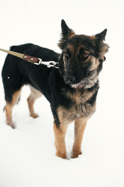 Foto lindo cachorro asustado con ojos tristes caminando en el parque de invierno cubierto de nieve perro pastor alemán de raza mixta en un paseo con una persona en el refugio concepto de adopción perrito callejero