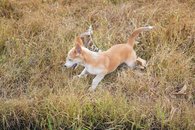 lindo cachorro balinés jugando en la hierba