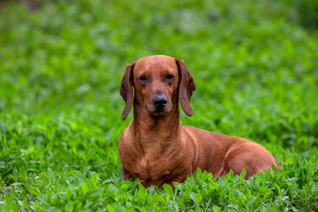 lindo cachorro bassê vermelho na grama verde