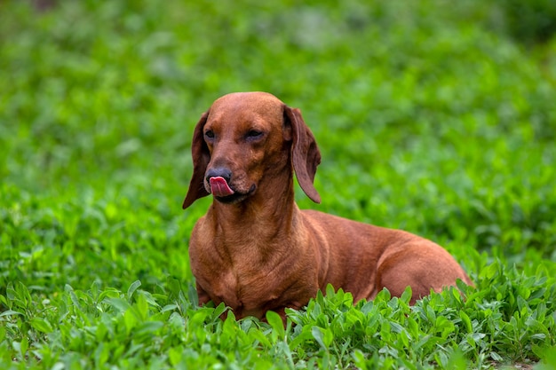 Foto lindo cachorro bassê vermelho na grama verde