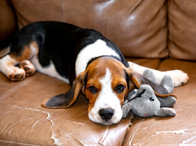 Lindo cachorro beagle acostado con un ratón de peluche en el sofá.