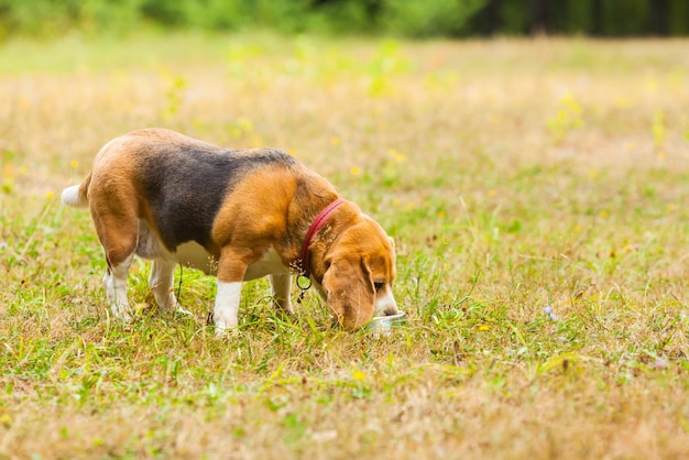 Lindo cachorro Beagle brincando na grama e bebe água da tigela