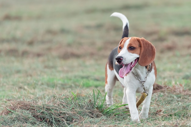 Lindo cachorro beagle corriendo y jugando en el césped