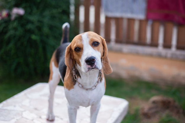 Lindo cachorro beagle de pie sobre la mesa blanca