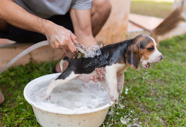 Lindo cachorro beagle tomando una ducha con el dueño
