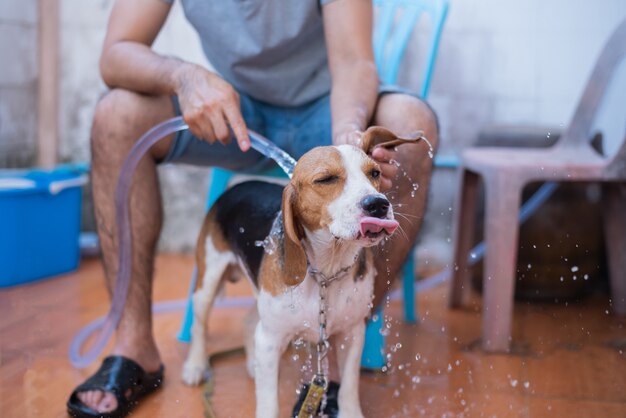 Lindo cachorro beagle tomar una ducha