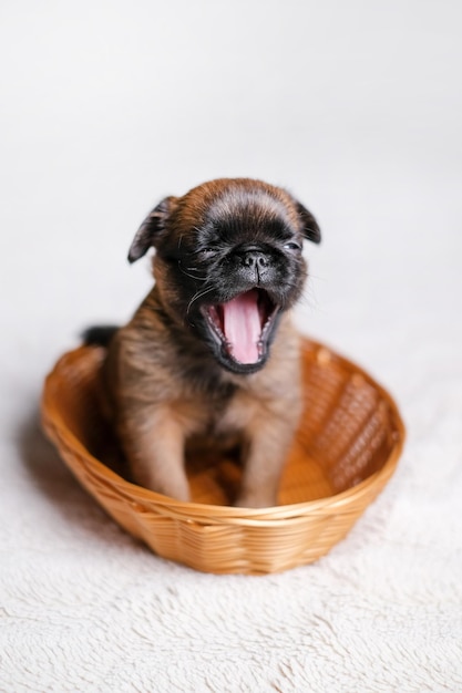 Lindo cachorro bebé durmiendo. Perro pug o brabanson con cara graciosa