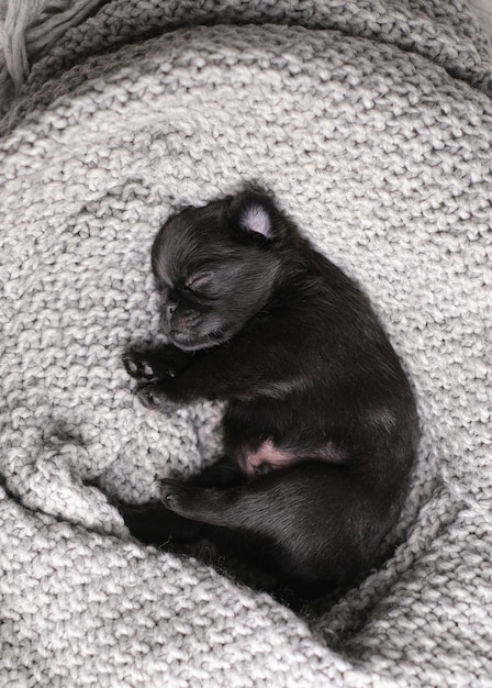 Lindo cachorro bebé durmiendo. Perro pug o brabanson con cara graciosa