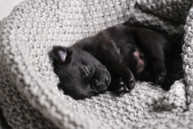 Lindo cachorro bebé durmiendo. Perro pug o brabanson con cara graciosa