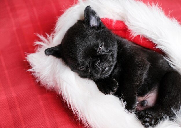 Lindo cachorro bebé durmiendo. Perro pug o brabanson con cara graciosa