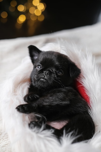 Lindo cachorro bebé durmiendo. Perro pug o brabanson con cara graciosa