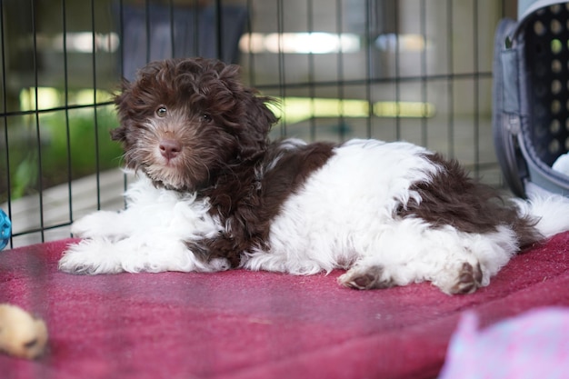 Lindo cachorro Bernedoodle acostado en su jaula