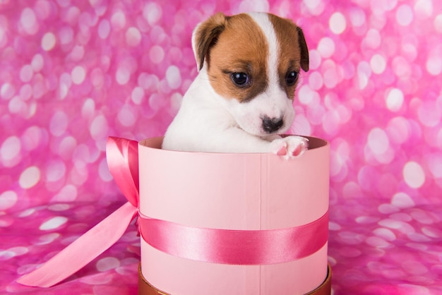 Lindo cachorro blanco en caja rosa con lazo