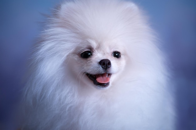 Lindo cachorro blanco esponjoso pomeranian spitz sobre fondo azul claro