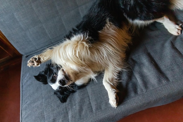 Lindo cachorro border collie acostado jugando con cara graciosa en el sofá en casa adentro Perro mascota descansando listo para dormir en un sofá acogedor Cuidado de mascotas y concepto de animales Perro emocional divertido