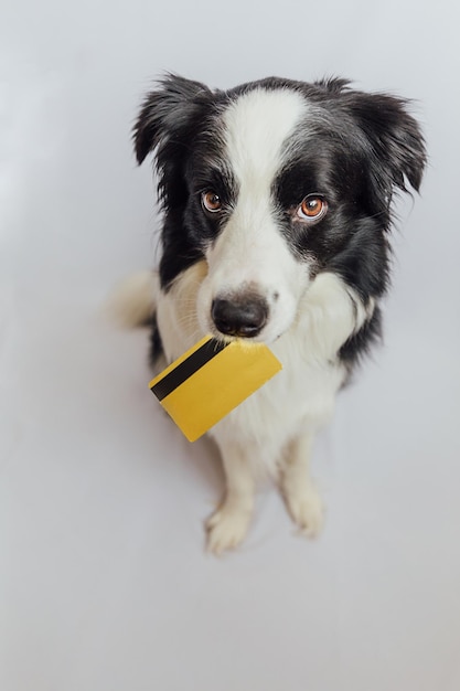 Lindo cachorro border collie con tarjeta de crédito bancaria dorada en la boca aislada sobre fondo blanco iluminado