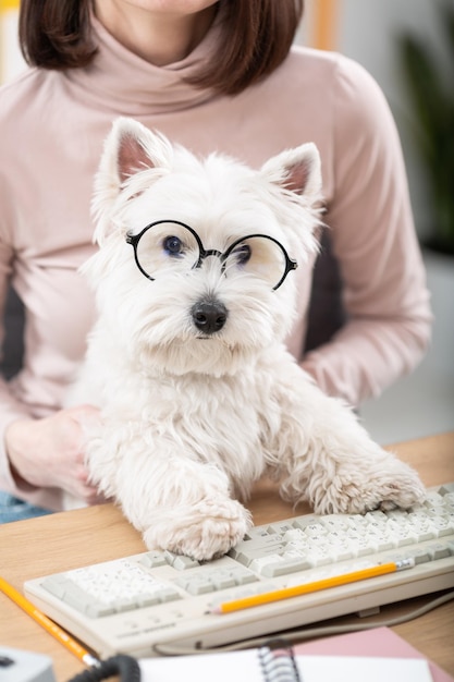 Lindo cachorro branco de óculos ajuda uma garota a trabalhar em um computador