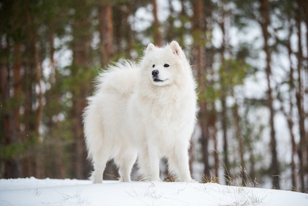 Lindo cachorro branco de Samoieda sentado na floresta de inverno