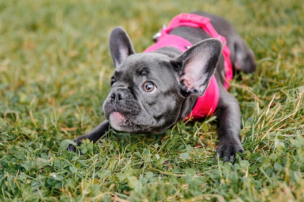 Lindo cachorro de bulldog francés en collar rosa en el parque Perro bonito