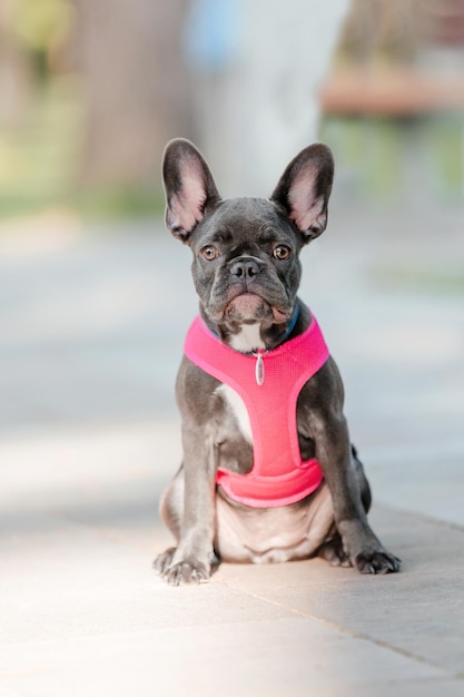 Lindo cachorro de bulldog francés en collar rosa en el parque Perro bonito