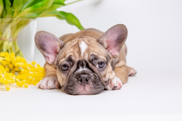 Lindo cachorro de bulldog francés con flores de primavera sobre fondo blanco lindo concepto de mascota