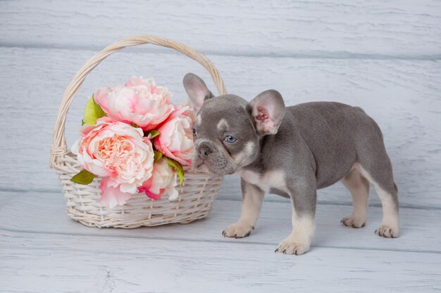 un lindo cachorro de bulldog francés gris con flores de primavera en un fondo blanco claro