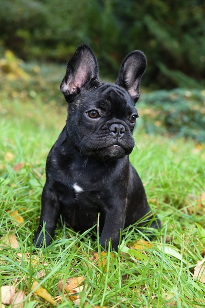 Lindo cachorro bulldog francês preto de perto da natureza