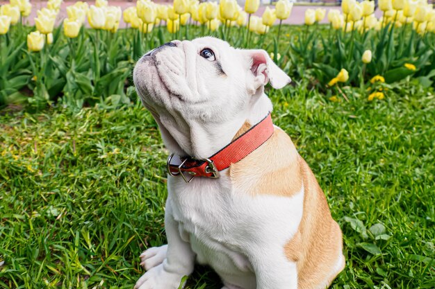 Foto lindo cachorro bulldog inglés temas de animales de compañía